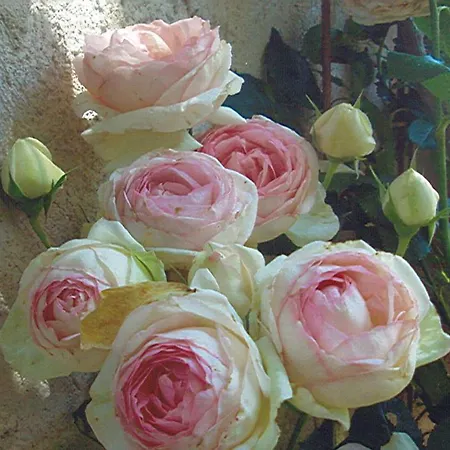 Naphina, A 2.5 Km 別荘